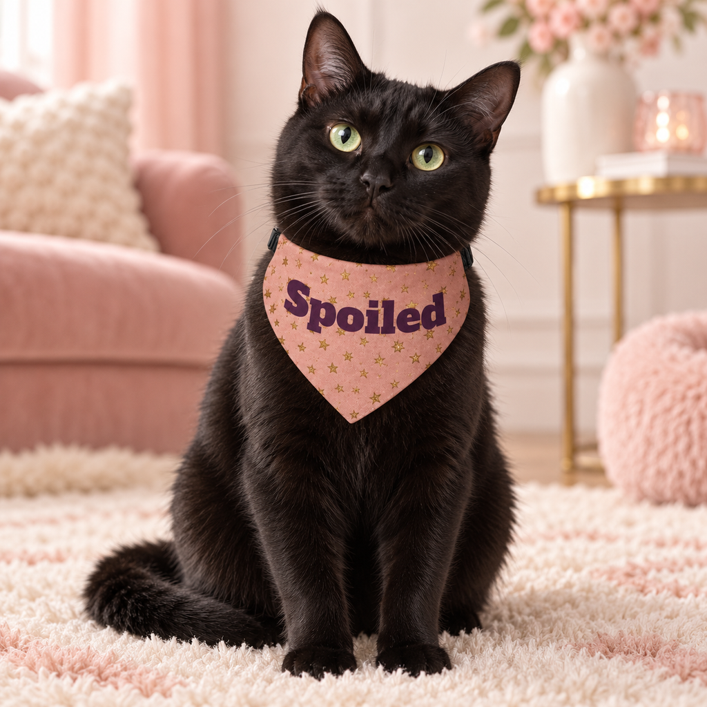 Black cat wearing the Spoiled clip-on pet bandana
