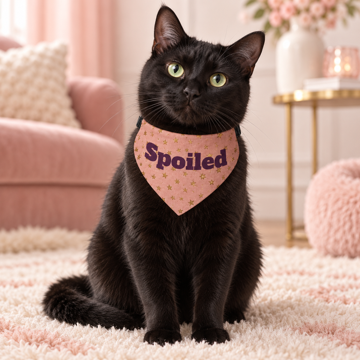Black cat wearing the Spoiled clip-on pet bandana